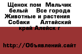 Щенок пом. Мальчик белый  - Все города Животные и растения » Собаки   . Алтайский край,Алейск г.